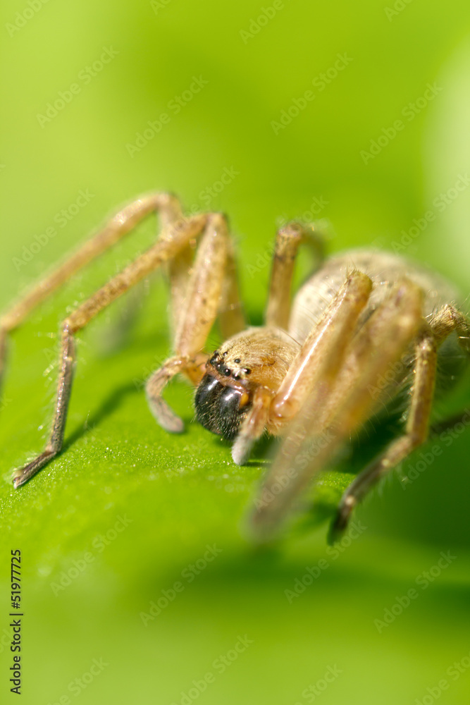 portrait of a spider in nature. macro portrait of a spider in nature. macro