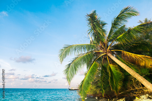View of nice tropical  beach  with some palms