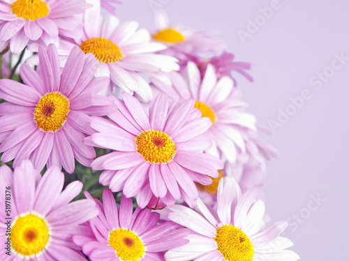 pink daisy flowers