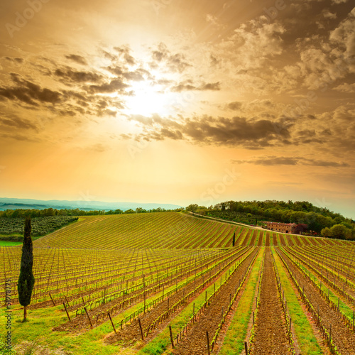 Chianti region, vineyard, trees and farm on sunset. Tuscany, Ita