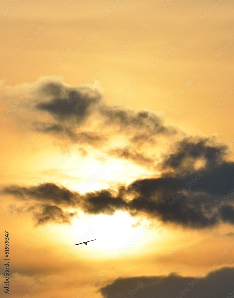 Bird on a background of a sunset with clouds. Bird on a background of a sunset with clouds.