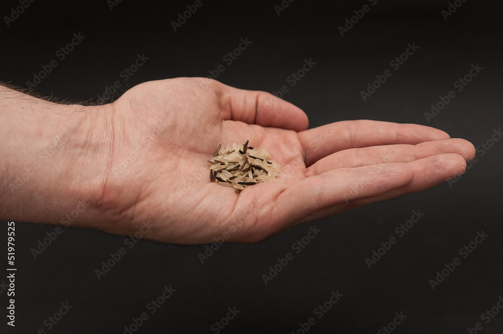 Reiskörner in der Hand Reiskörner in der Hand