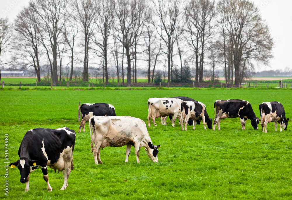 Cows on meadow with green grass. Grazing calves Cows on meadow with green grass. Grazing calves
