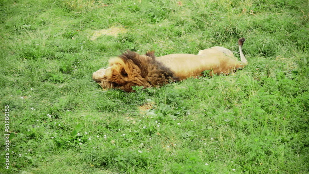 Lion Sleeping and moving the Tail Lion Sleeping and moving the Tail