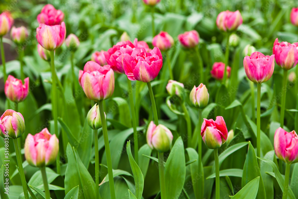 colorful tulips.  Beautiful spring flowers. Spring landscape