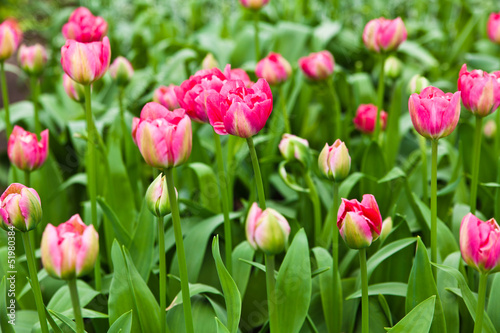 colorful tulips. Beautiful spring flowers. Spring landscape