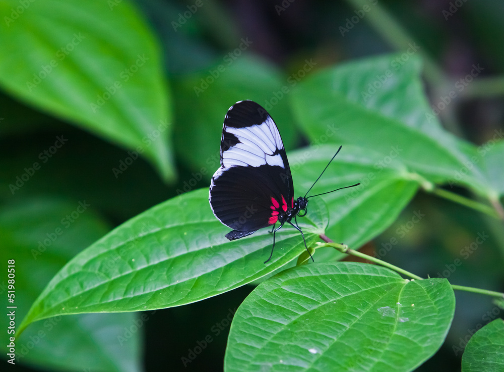 The Butterfly. A beautiful butterfly sitting in the tree