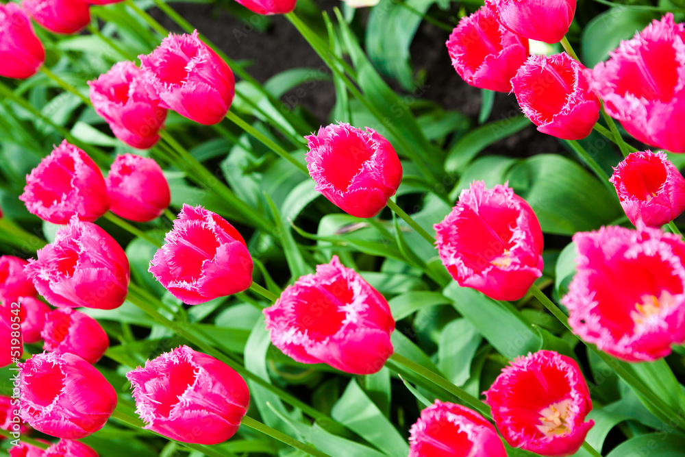 colorful tulips.  Beautiful spring flowers. Spring landscape