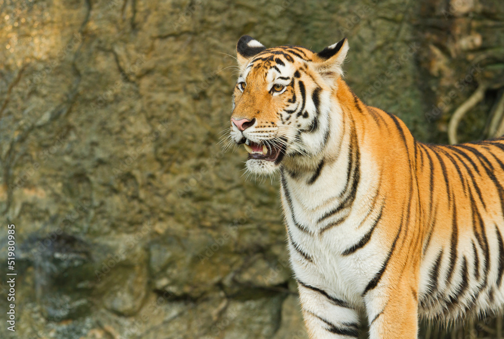 Naklejka premium Tygrys, dziki kot w dżungli