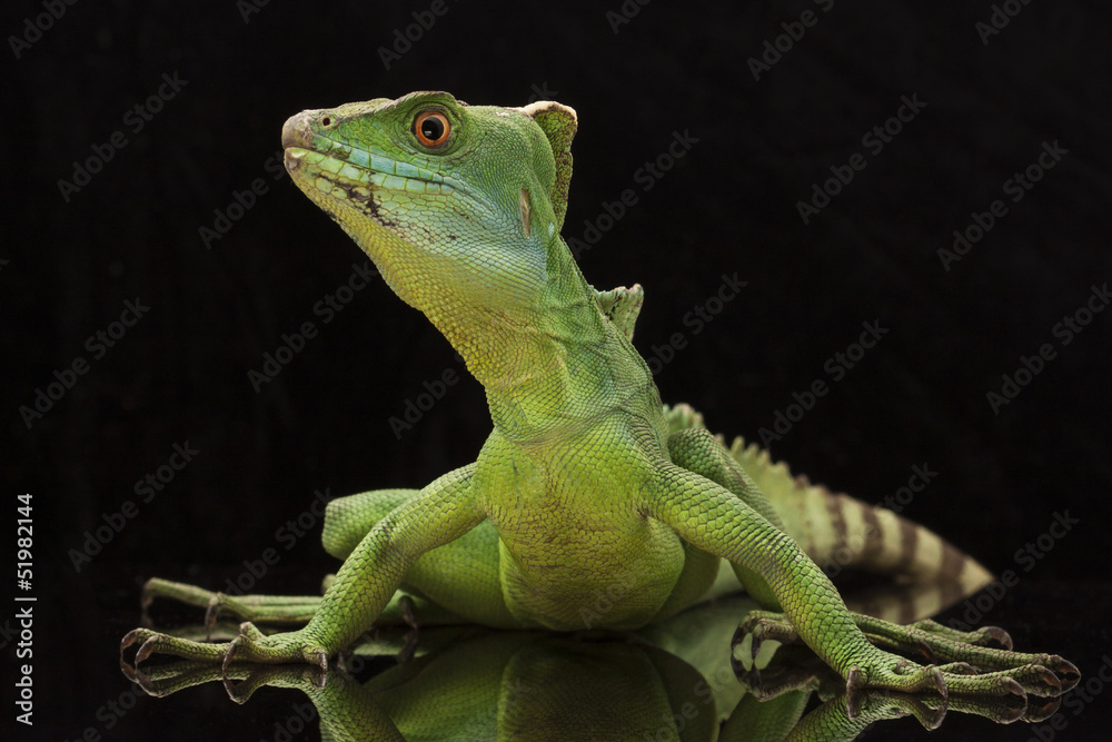 Naklejka premium Green basilisks