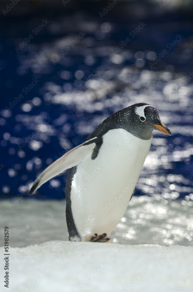 Obraz premium Gentoo Penguin - Pygoscelis papua