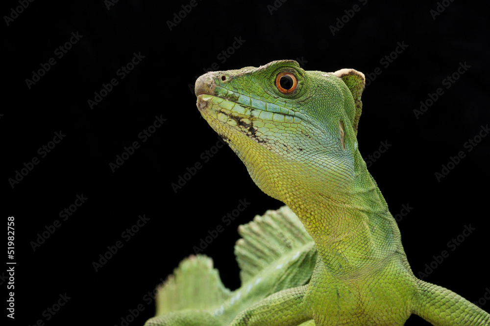 Fototapeta premium Green basilisks