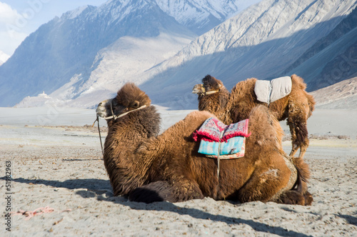 camel in Nubra valley, Leh photo