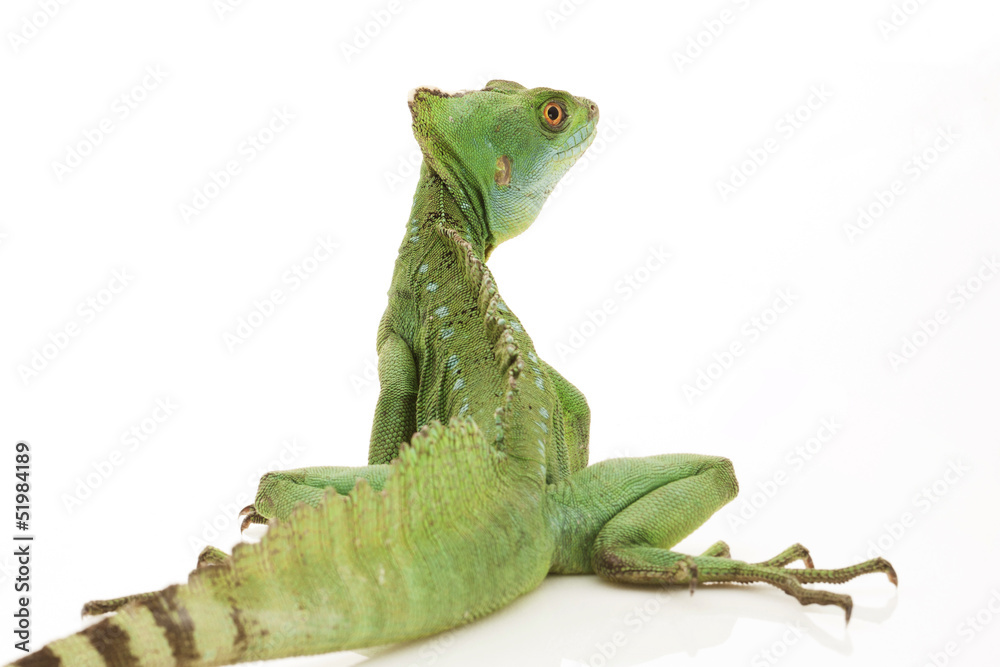 Fototapeta premium Green basilisks