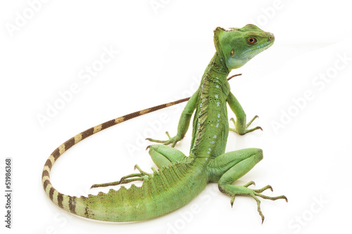 Green basilisks