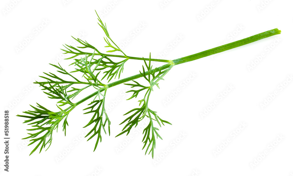 Fototapeta premium Fresh dill