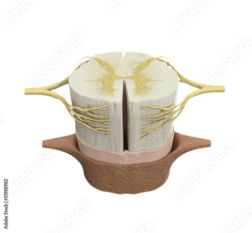 Foto Spinal cord medical illustration