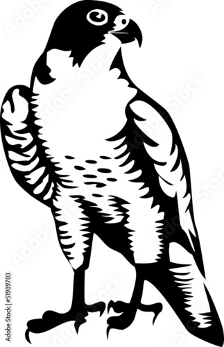 falcon