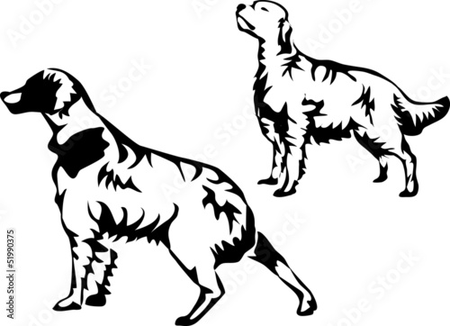 setter dog