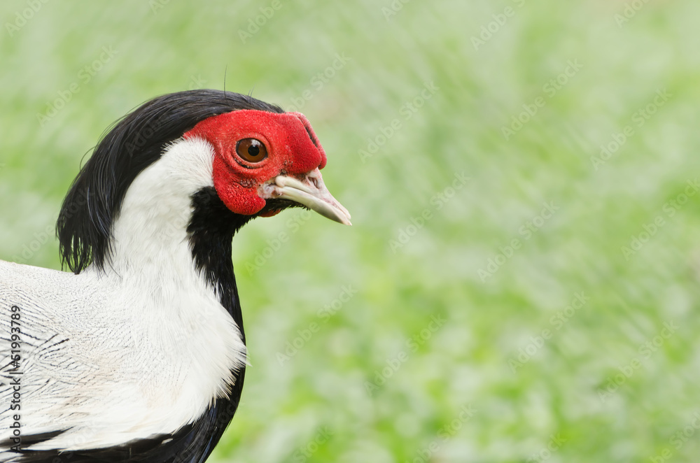 Bird (Siamese fireback, Diard fireback) Bird (Siamese fireback, Diard fireback)