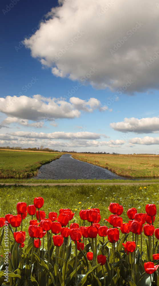 Holland countryside with red tulips and canal