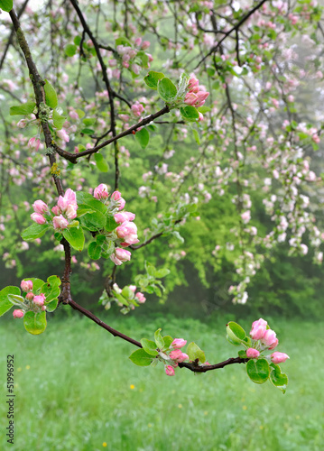 branche de pommier en fleurs