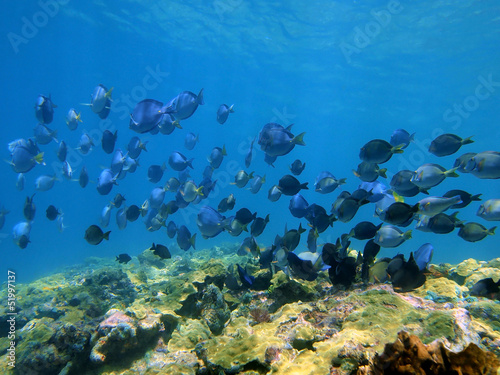 Fototapeta Naklejka Na Ścianę i Meble -  Reef with a school of blue tang fish and ocean surgeonfish underwater, Caribbean sea, Costa Rica