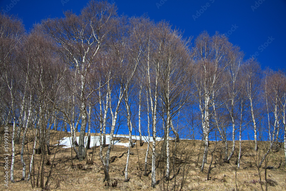 boschetto di betulle ai Piani d' Erna
