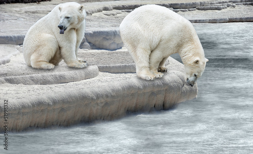 Polar bears