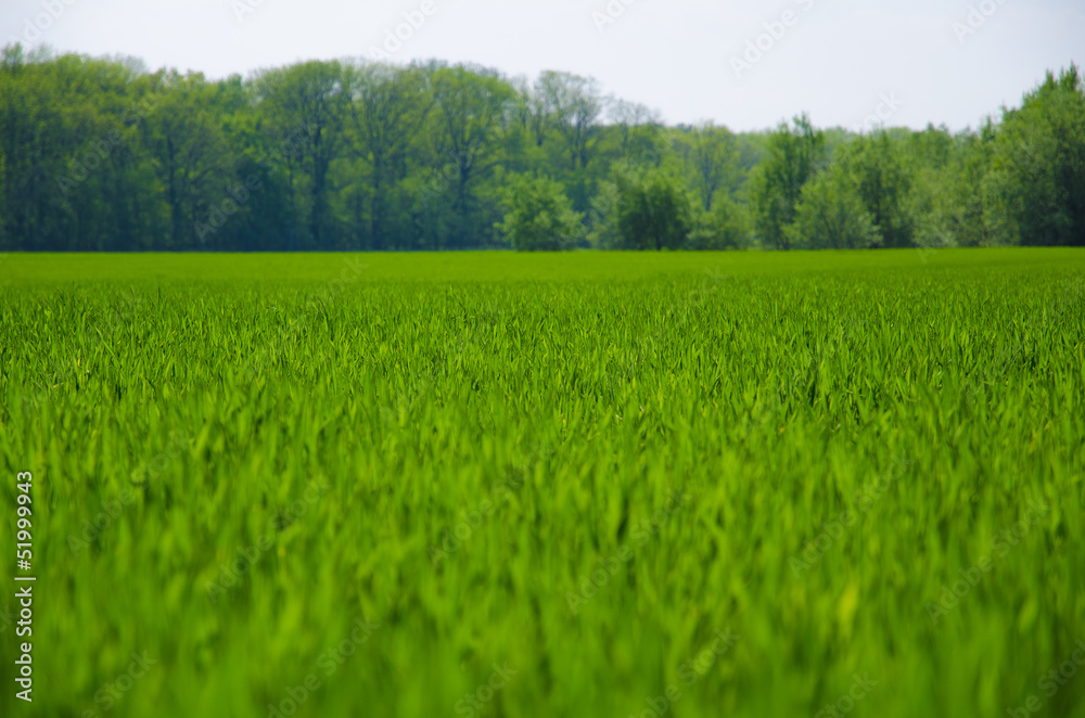 Green grass background,meadow,field,grain