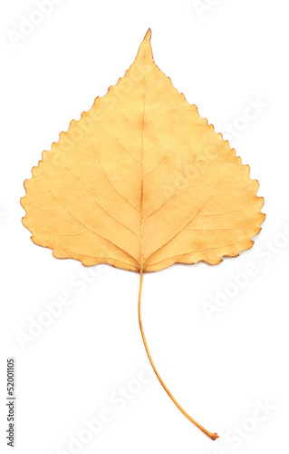Yellow  leaf