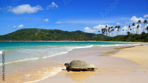 Sea turtle on beach. El Nido, Philippines