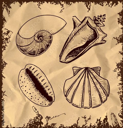 Sea shells collection on vintage background