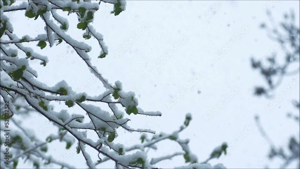 Falling snow.Beautiful hivernal and (or)spring background.