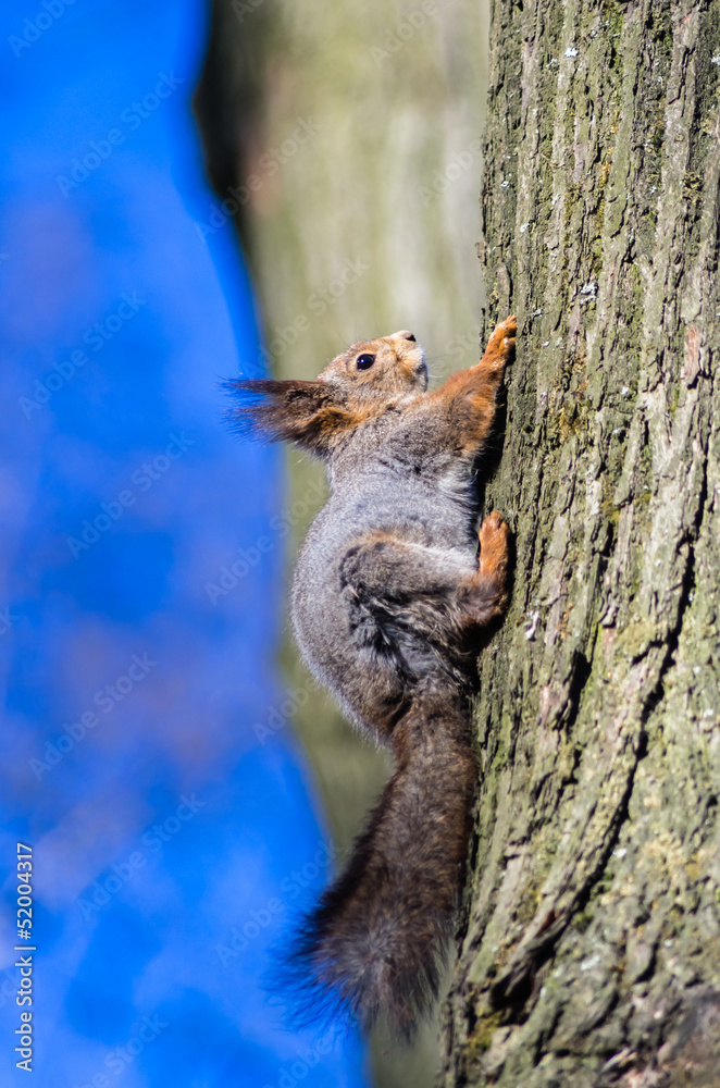Squirrel sitting on a tree Squirrel sitting on a tree