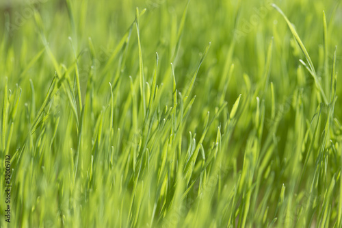 Close up of fresh thick grass