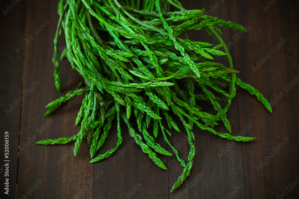 Asparagus plant tips in detail, vividly green, wild type Asparagus plant tips in detail, vividly green, wild type