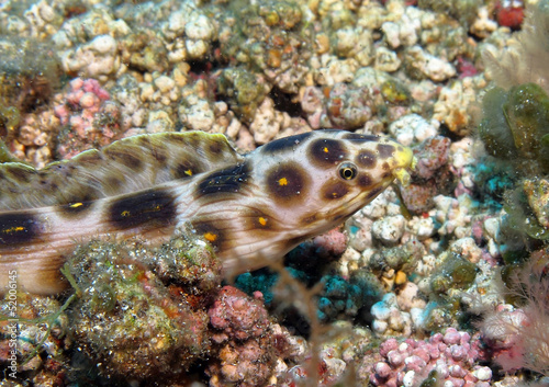 Snake eel, Myrichthys pardalis