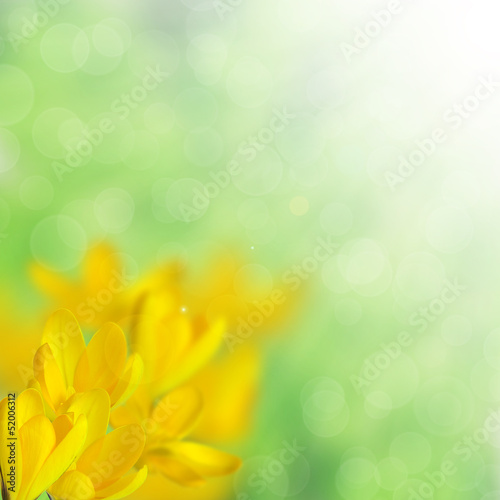 Yellow crocus on the blurred background