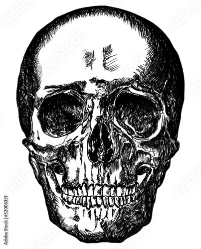 cursory drawing skull on white background