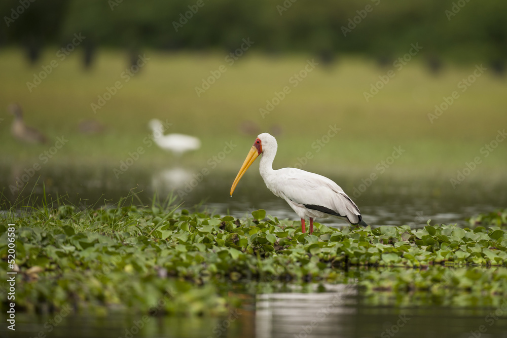 Obraz premium Yellow-billed Stork