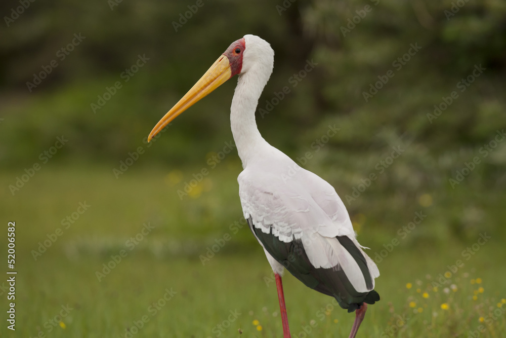 Yellow-billed Stork Yellow-billed Stork