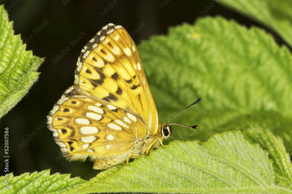 Fototapeta premium Hamearis lucina / The Duke of Burgundy butterfly