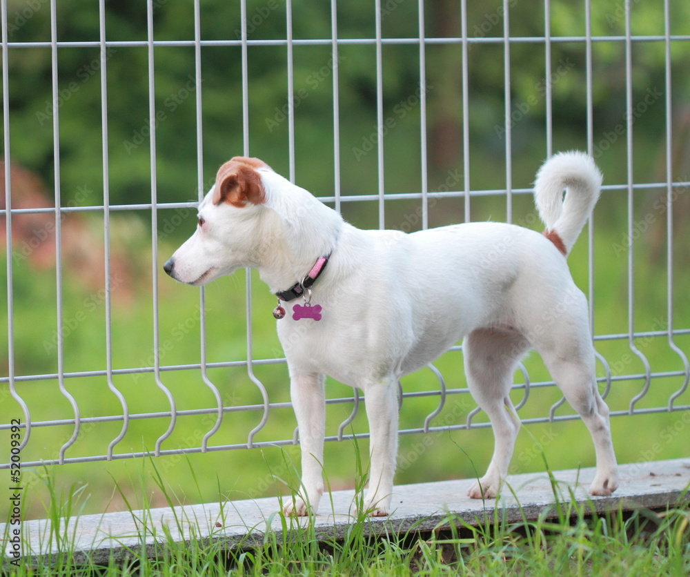 Cagnolina nel giardino, Jack Russel Cagnolina nel giardino, Jack Russel