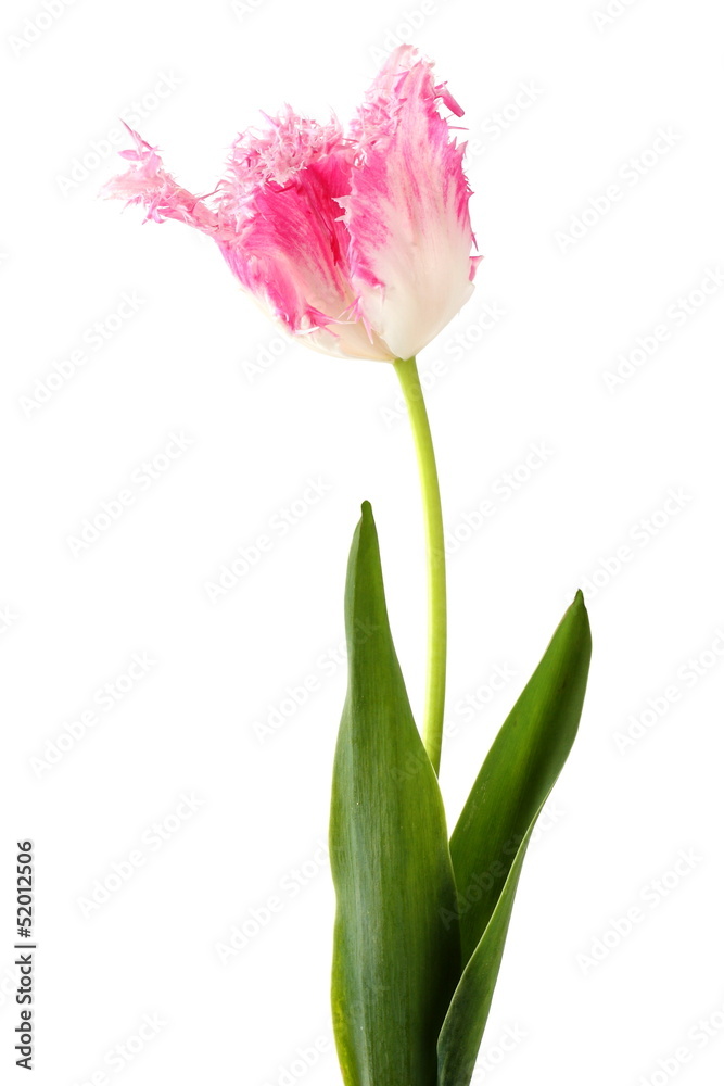 pink tulip isolated on white background