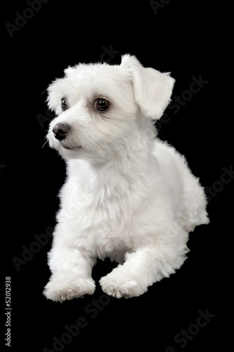 Maltese puppy © patrisyu