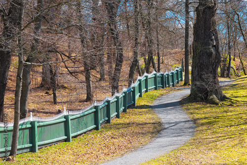 Oakforest with fence in spring