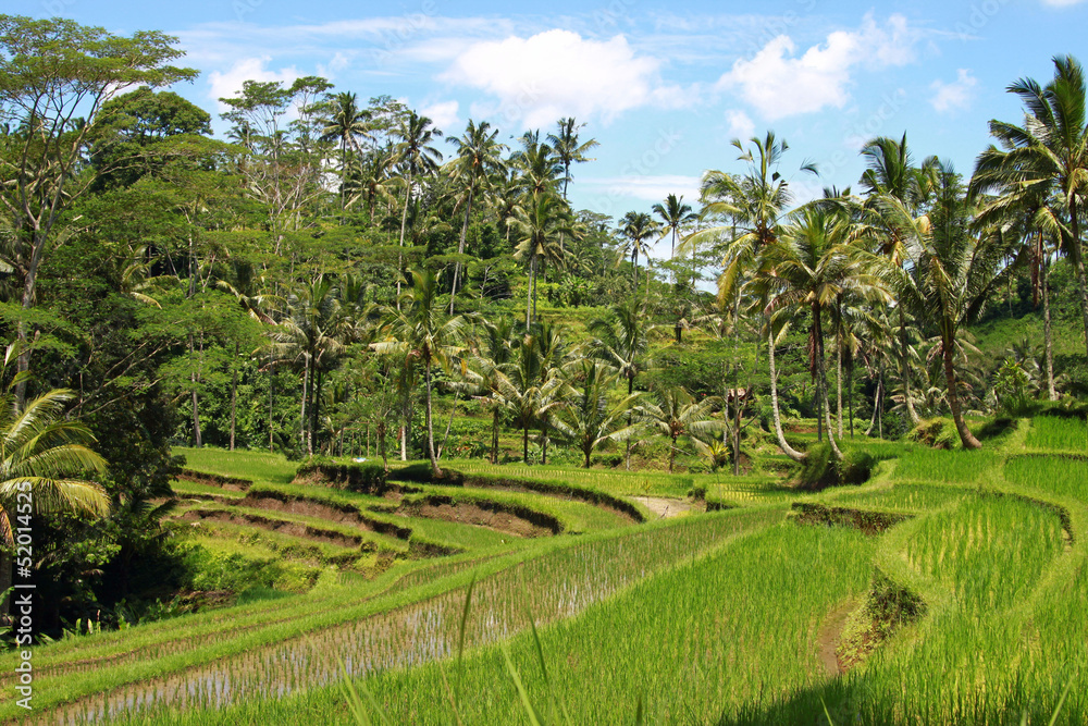 Rice fields with palm trees, Bali Rice fields with palm trees, Bali