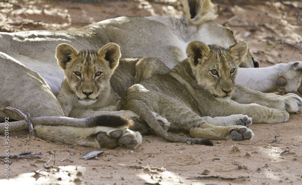 Obraz premium Lioness with cubs