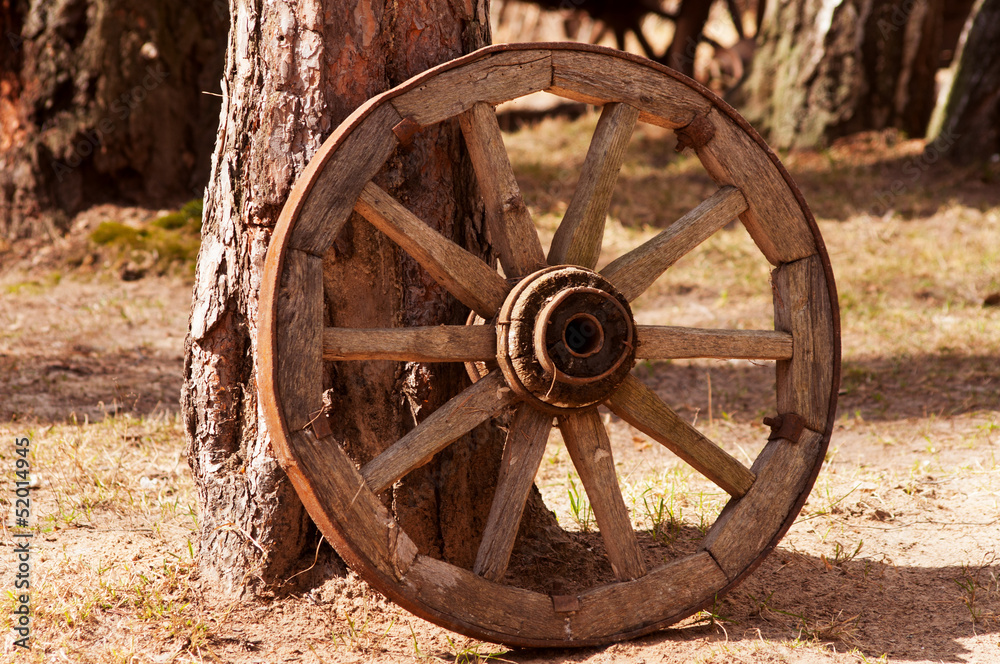 whell near the pine tree trunk